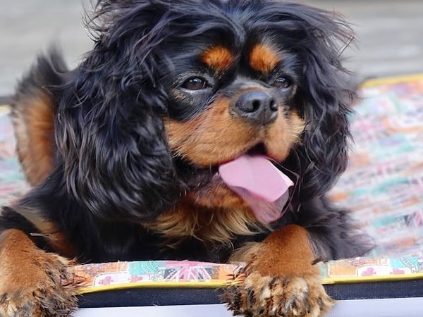 Come insegnare a un cane di razza Mastino Tibetano a non saltare sul divano?