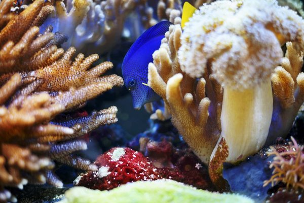 Come scegliere e posizionare correttamente le piante in un acquario di acqua dolce per un biotopo equilibrato?